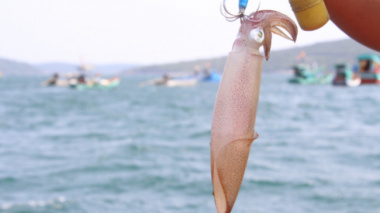 Squid season is back, Phu Quoc fishermen hunt squid day and night