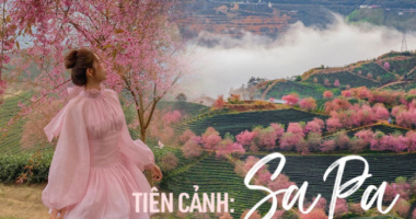 Travel to Sapa this season to admire the beautiful cherry blossoms blooming like a fairy scene