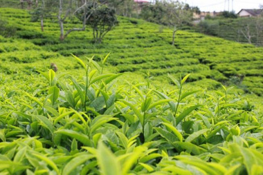 Đặc sản trà danh tiếng trên cao nguyên Đà Lạt
