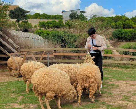 chika farm đà lạt: trang trại cừu nên thơ giữa núi đồi