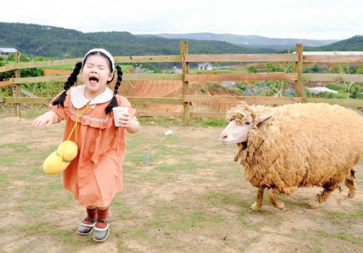 chika farm đà lạt: trang trại cừu nên thơ giữa núi đồi