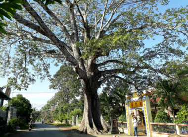 Vãn cảnh Chùa Diêu Quang chiêm ngưỡng cây Trôm cổ thụ