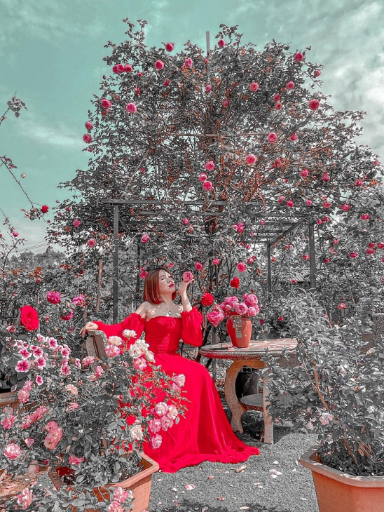 vườn hồng nguyệt điền sơn la, khám phá, trải nghiệm, lạc vào vườn hồng nguyệt điền sơn la đẹp rực rỡ như một không gian cổ tích 