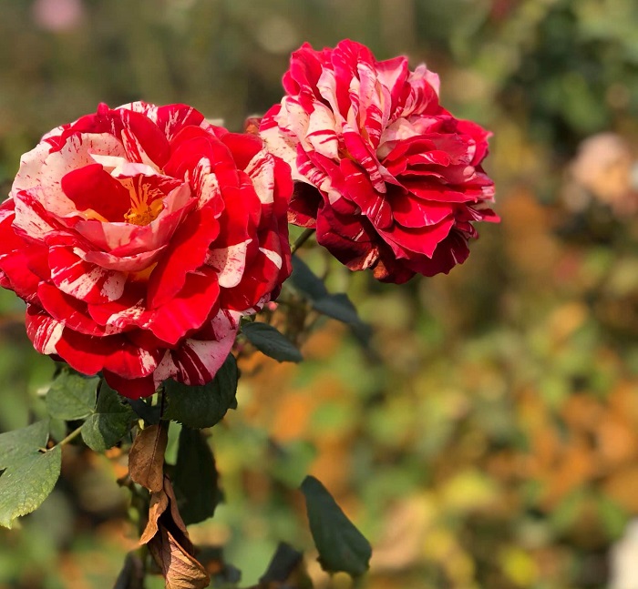 vườn hồng nguyệt điền sơn la, khám phá, trải nghiệm, lạc vào vườn hồng nguyệt điền sơn la đẹp rực rỡ như một không gian cổ tích 
