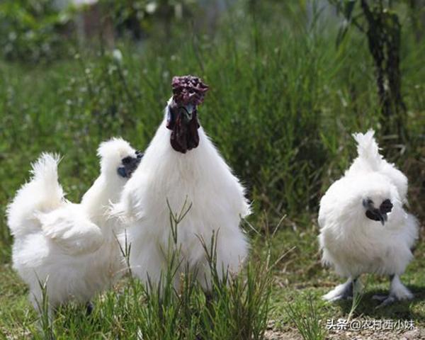 gà vũ sơn, thịt gà, ẩm thực, giống gà quý hiếm lông trắng mượt, dinh dưỡng cực kỳ cao