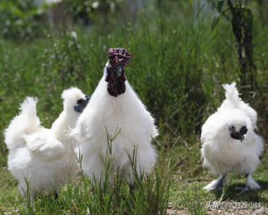 Giống gà quý hiếm lông trắng mượt, dinh dưỡng cực kỳ cao
