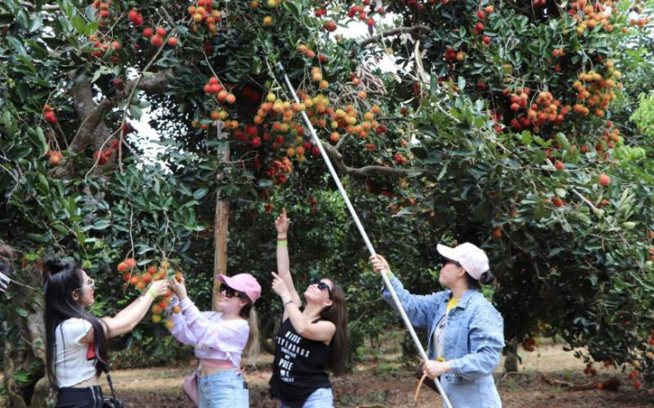 khám phá, trải nghiệm, tìm hiểu khu du lịch vườn trái cây củ chi – trung an