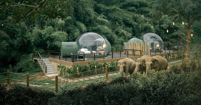 nhà bong bóng thái lan, khám phá, trải nghiệm, nhà bong bóng thái lan và trải nghiệm ngủ cạnh voi trong rừng nhiệt đới