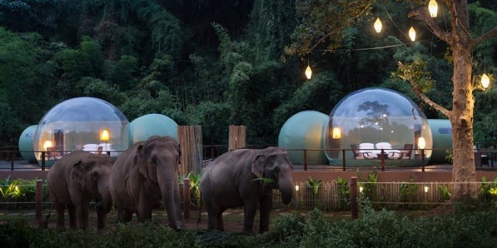 nhà bong bóng thái lan, khám phá, trải nghiệm, nhà bong bóng thái lan và trải nghiệm ngủ cạnh voi trong rừng nhiệt đới
