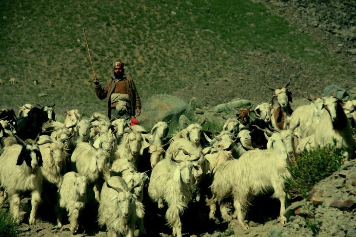 khám phá, trải nghiệm, văn hóa người ladakh - nơi văn hóa phật giáo ngự trị