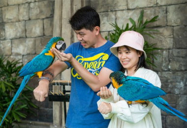 Show Vũ điệu chim trời – Trải nghiệm độc lạ với nhiều loài chim quý
