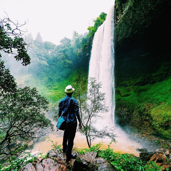 rừng thông đăk glong, khám phá, trải nghiệm, thăm rừng thông đăk glong mộng mơ ở xứ cao nguyên đắk nông