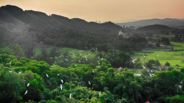 Rừng cò núi Hứa – Nơi cư ngụ của hàng nghìn con cò ở Quảng Ninh