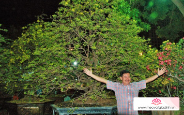 Top 6 cây mai vàng đẹp nhất, có giá cao nhất ở Việt Nam