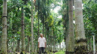 The areca garden is picturesque, earning thousands of dollars from the old farmer in the West