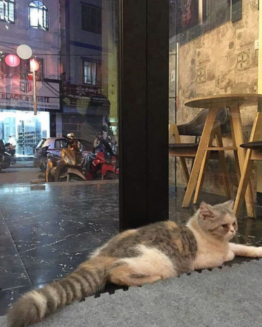 List of 8 pet cafes, super cute Hanoi cat and dog cafe
