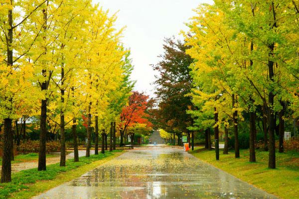 khám phá, trải nghiệm, 4 địa điểm ngắm lá vàng mùa thu đẹp nhất ở seoul