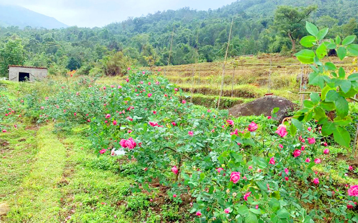 du lịch hạ long, du lịch trà cổ, du thuyền hạ long, vịnh hạ long, vườn hoa cao sơn – điểm chấm phá màu sắc giữa đại ngàn bình liêu