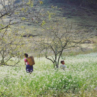 The end of the year is the season of white mustard flowers blooming in an area of ​​Moc Chau and Son La