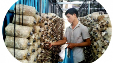 Quitting a high-paying job abroad, 8X returns to his hometown to grow mushrooms to collect billions