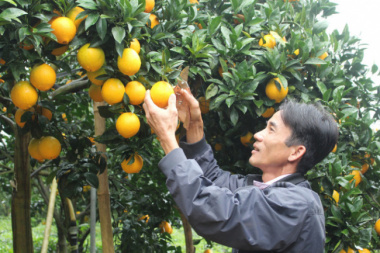 The stem of the orange helps to change a farmer’s life