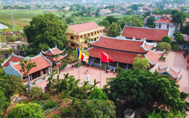 Đến Quảng Ninh chiêm ngưỡng cây thị 900 tuổi trong chùa Đống Phúc
