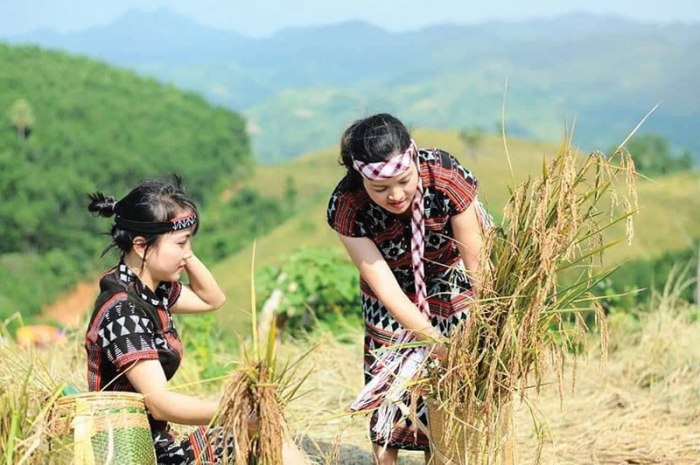 du lịch tây nguyên mùa lúa chín, khám phá, trải nghiệm, du lịch tây nguyên mùa lúa chín ngẩn ngơ sắc vàng xứ đại ngàn 