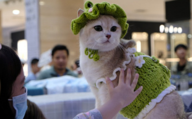 More than 100 cats went to the national beauty contest, some of them nearly… 400 million dong