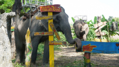 Where visitors understand more about Buon Don elephants
