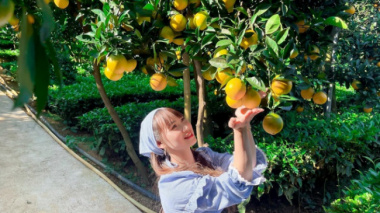 “Breaking into” the “navel convex” orange garden in Moc Chau, customers buy it for 80,000 VND/kg