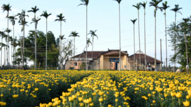 Shining bright chrysanthemum village Tet