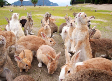 Đảo thỏ, đảo nghệ thuật và những hòn đảo kỳ lạ ở Nhật Bản