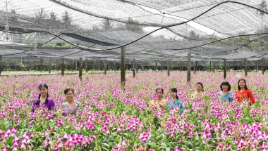 Nếu yêu hoa lan đừng bỏ qua khu du lịch Điền Lan Thôn Trang!