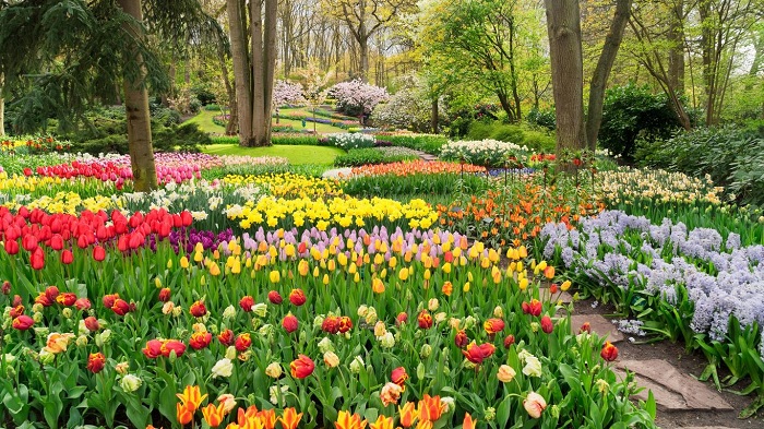 vườn keukenhof, khám phá, trải nghiệm, đủ sắc màu tại vườn keukenhof - vườn hoa lớn nhất thế giới ở hà lan