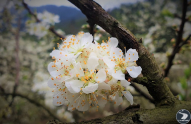 Hoa mận Mộc Châu nở rộ và những kinh nghiệm săn hoa mận dành cho bạn.
