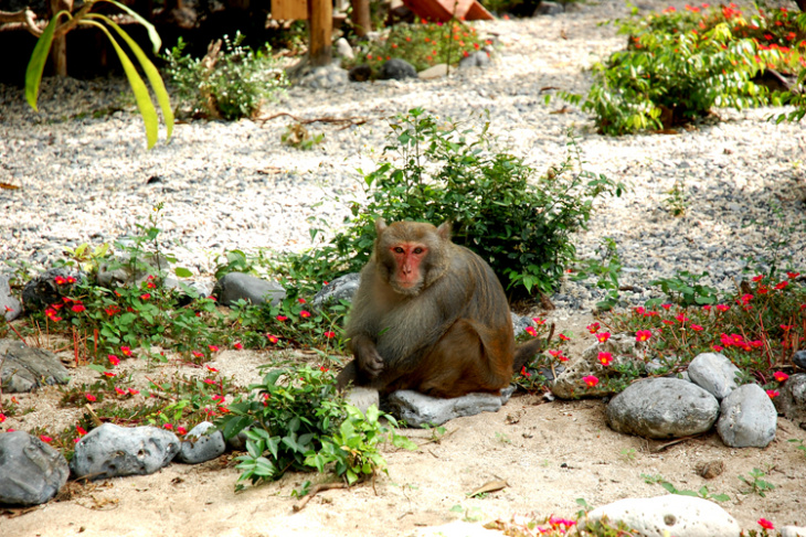 nghỉ dưỡng, đảo khỉ cát bà – tọa độ check-in ấn tượng với vẻ đẹp khác lạ