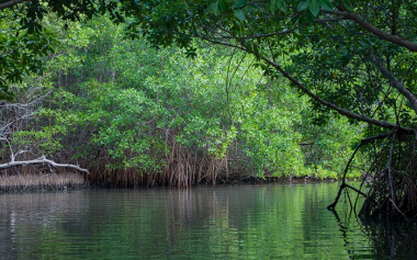 Khám phá Cồn Ông Trang Cà Mau chiêm ngưỡng hệ sinh thái rừng ngập mặn và ăn đặc sản