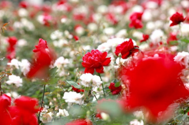 Thơ thẩn trước vẻ đẹp thơ mộng của khu vườn hoa hồng Ecopark “đẹp như cổ tích”