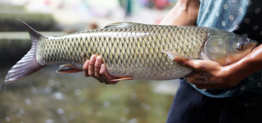 Đặc sản mắm cá trắm cỏ “ngon nức tiếng” ở Bạc Liêu