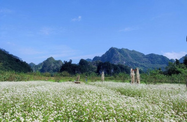 Vườn hoa tam giác mạch Đồng Lâm – điểm sống ảo đẹp mê mẩn ở xứ Lạng