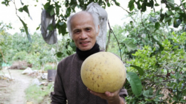 Giant pomelos sell up to a million dong each