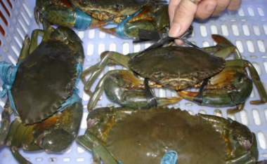 How do raise crabs to trap all big ones, selling for $12/kg?