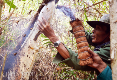Khám phá nghề gác kèo ong ở vùng U Minh Hạ