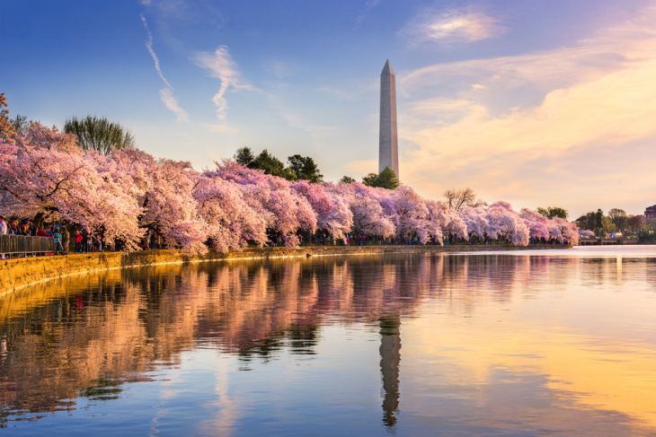 du lịch mỹ, du lịch tết, 10 địa điểm ngắm hoa anh đào đẹp nhất nước mỹ năm 2023
