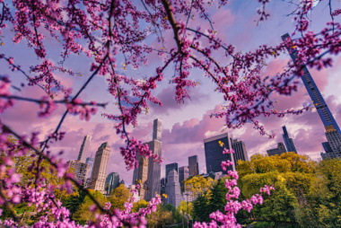 10 địa điểm ngắm hoa anh đào đẹp nhất nước Mỹ năm 2023