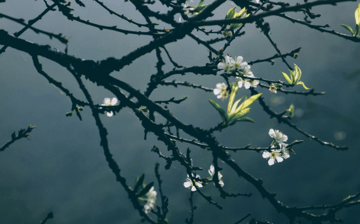 nghỉ dưỡng, hoa mận mộc châu – ngây ngất giữa mùa hoa tuyệt đẹp
