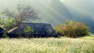 Hoa mận Mộc Châu – Ngây ngất giữa mùa hoa tuyệt đẹp