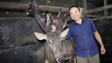 The farmer sells a pair of super giant deer velvet, counting hundreds of millions of “fresh” money