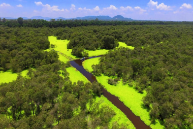 Khám phá rừng tràm Vị Thủy Hậu Giang - hệ sinh thái đất ngập nước ngọt độc đáo bậc nhất miền Tây