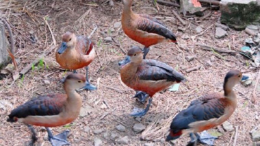 Raising wild birds, feeding wild vegetables in the garden, selling 500,000 VND/bird as a specialty